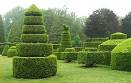 topiary