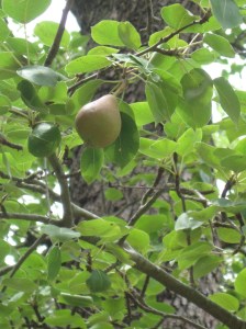 sillsbendjan2009-006 sillsbendjan2009-006