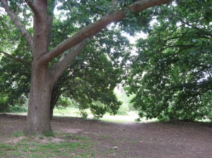 sillsbendjan2009-008 sillsbendjan2009-008