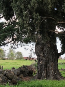 Westgarthtown_Aug2011 032