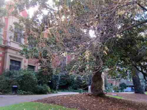Large magnolia tree outside 1888 building