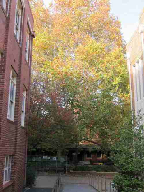 The beautiful (plane?) tree at the rear of the 1888 building. When I attended, the creche was located in the building and this tree dominated the children's playground.