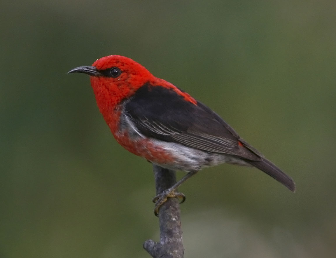 Scarlet Honeyeater