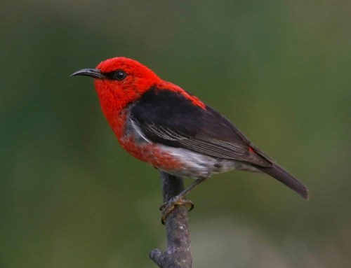 Scarlet Honeyeater