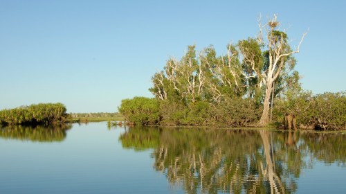 kakadu